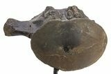 Fossil Mosasaur (Clidastes?) Vertebra w/ Metal Stand - Texas #316021-4